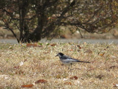 Motacilla alba lugens