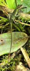 Anolis ventrimaculatus