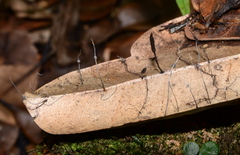 Xylaria apiculata
