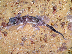 Stenodactylus leptocosymbotes