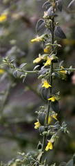 Nanorrhinum elegans