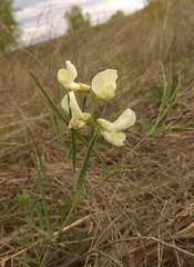 Lathyrus pannonicus