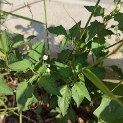 Solanum nigrum
