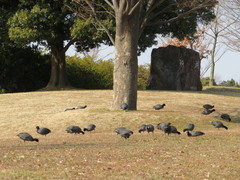 Fulica atra