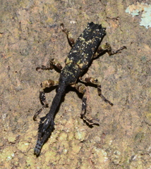Pholidochlamys
