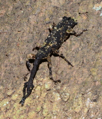Pholidochlamys