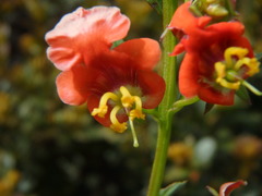 Alonsoa meridionalis