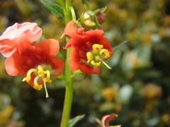 Alonsoa meridionalis