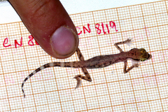 Trigonodactylus arabicus