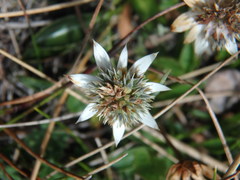 Eryngium humile