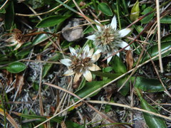 Eryngium humile