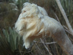 Espeletia congestiflora