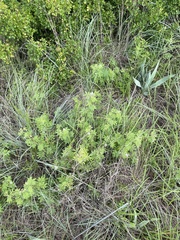 Desmanthus leptolobus