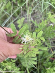 Desmanthus leptolobus