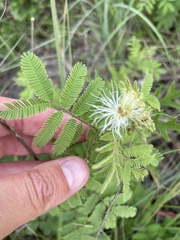 Desmanthus leptolobus