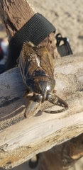 Lethocerus cordofanus