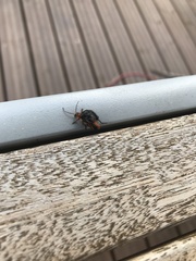 Cantharis pellucida
