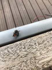 Cantharis pellucida