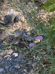 Penstemon sepalulus