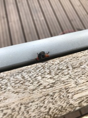Cantharis pellucida