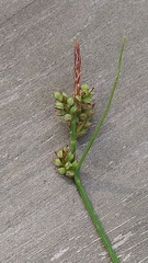 Carex pilulifera