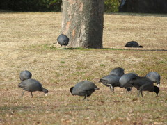 Fulica atra