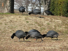 Fulica atra