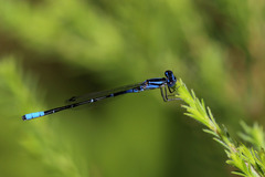 Austroagrion cyane
