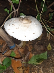 Chlorophyllum molybdites