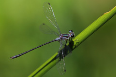 Archiargiolestes pusillus