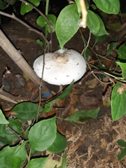 Chlorophyllum molybdites