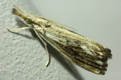 Catoptria verellus