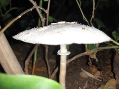 Chlorophyllum molybdites