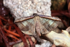 Entomogramma fautrix