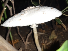 Chlorophyllum molybdites