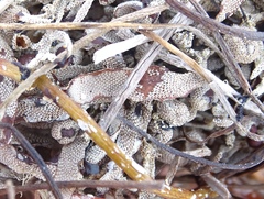 Jellyella tuberculata