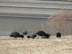 Fulica atra