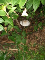 Chlorophyllum molybdites