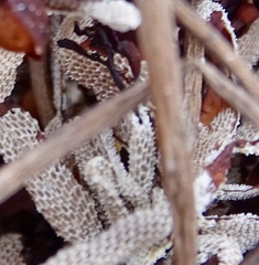 Jellyella tuberculata