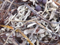 Jellyella tuberculata