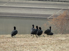 Fulica atra