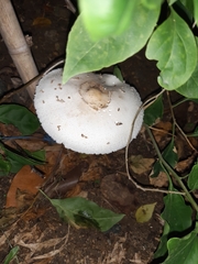 Chlorophyllum molybdites