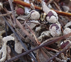 Jellyella tuberculata