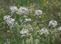 Dimorphocarpa candicans