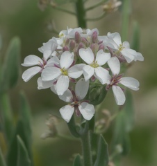 Dimorphocarpa candicans