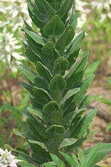 Dimorphocarpa candicans