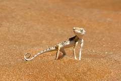 Phrynocephalus arabicus