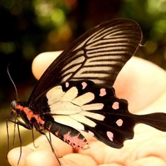 Pachliopta pandiyana