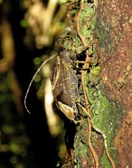 Trypanidius andicola