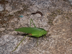 Holochlora bilobata